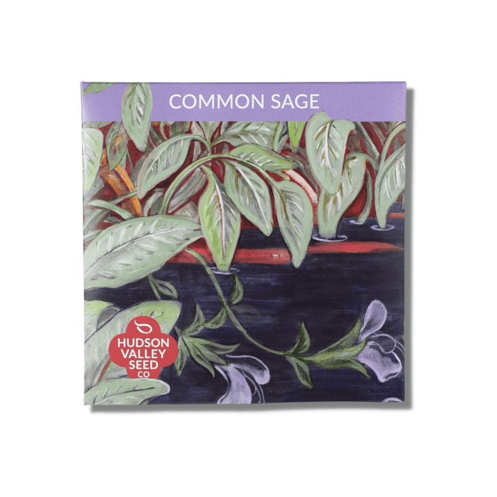 Common Sage - Hudson Valley Seed Co. - Mason & Greens
