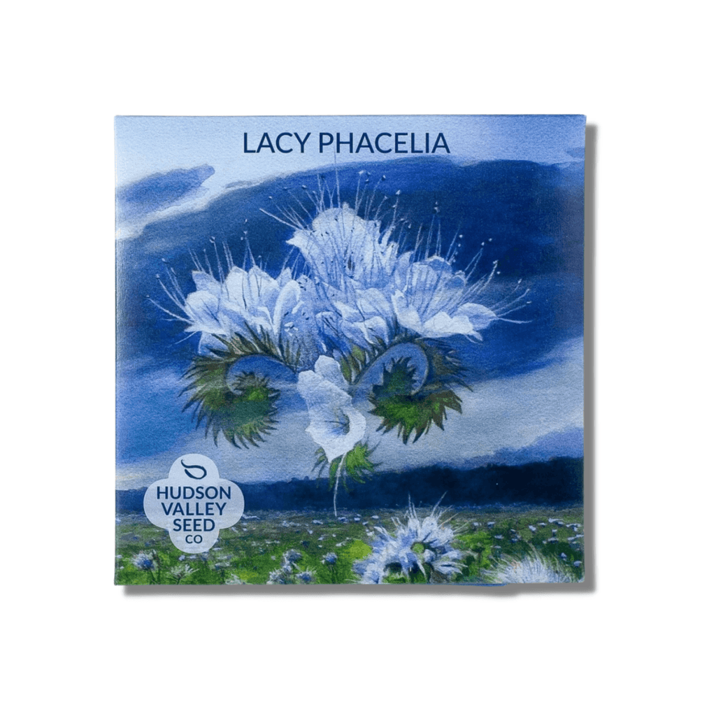 Lacy Phacelia  - Hudson Valley Seed Co. - Mason & Greens