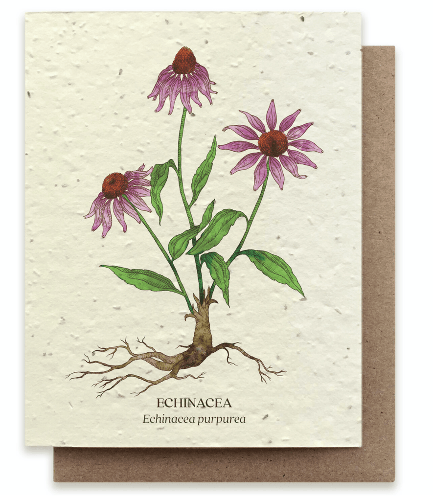 Echinacea Botanical Plantable Card - Mason & Greens